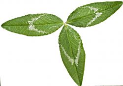 Arrowleaf Clover - Zulu 2